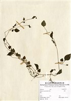 藏品(蔓茄)的圖片